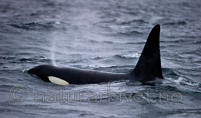 BB 13 0001 / Orcinus orca / Spekkhogger